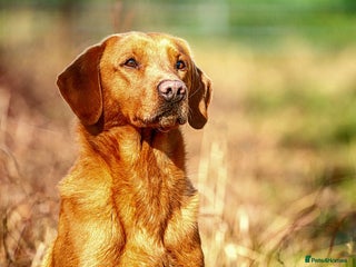 Labrador Retriever dogs in Newark - Advert 33