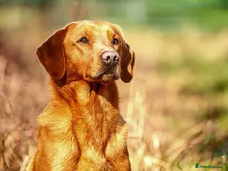 Labrador Retriever dogs Fully health checked, kc reg, labrador stud in Newark - Advert 8