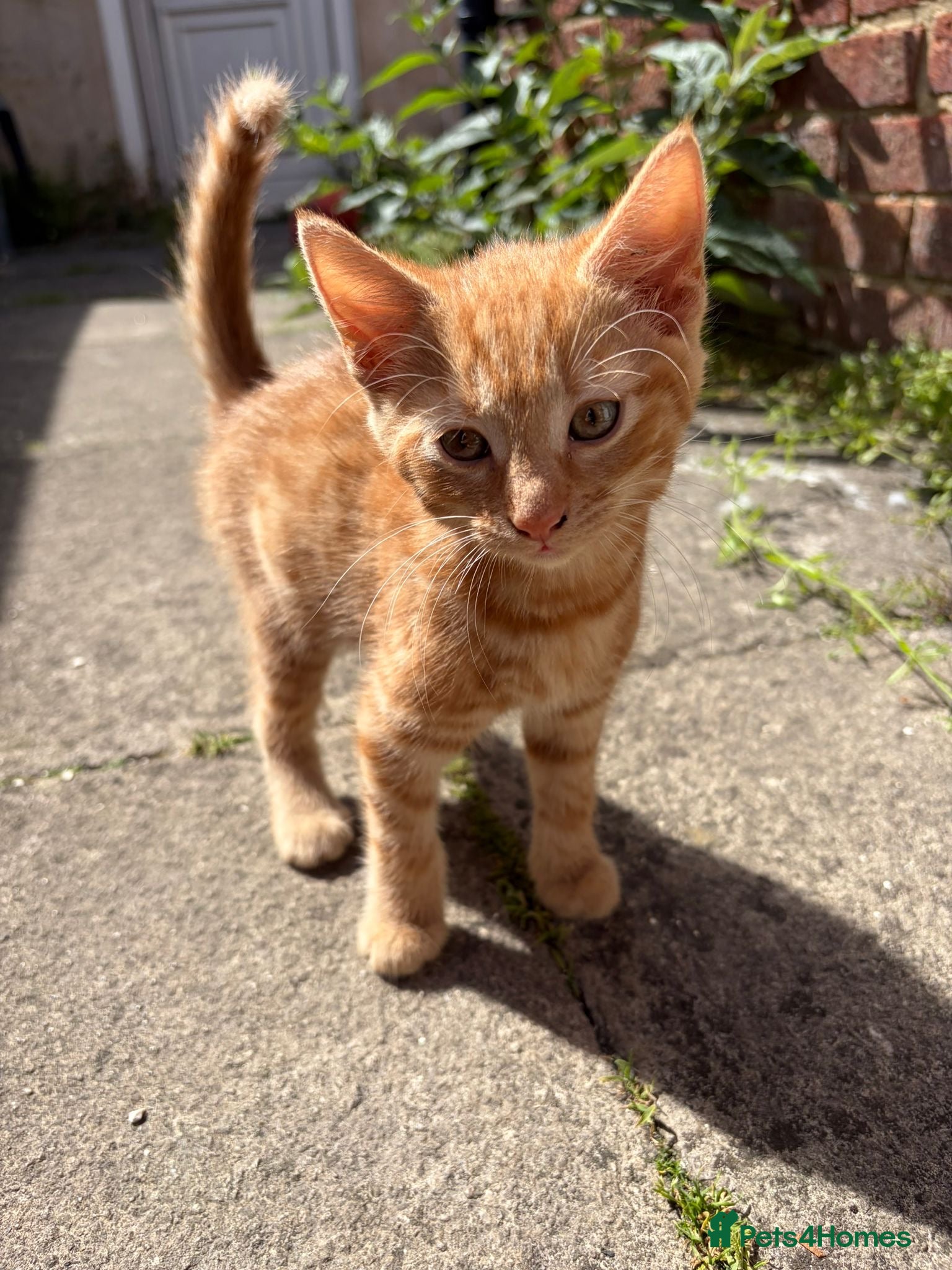 Mixed Breed cats Gorgeous kittens - Advert 1