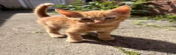 Mixed Breed cats for sale: Gorgeous kittens - Advert 1