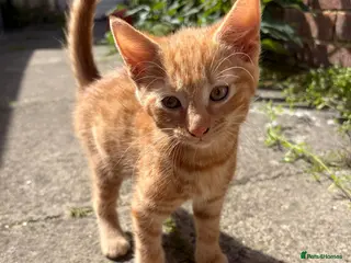 Mixed Breed cats Gorgeous ginger kittens - Advert 1