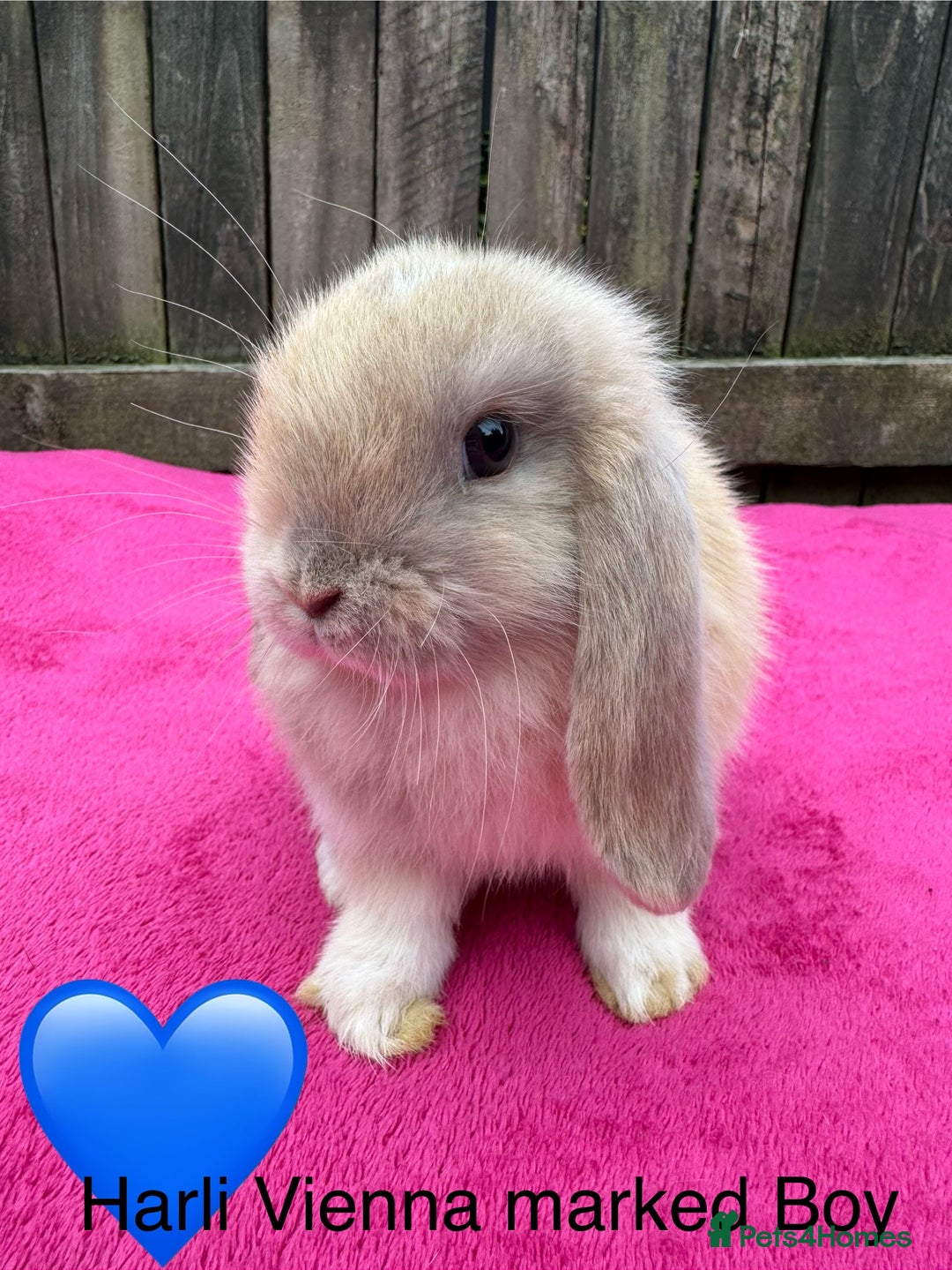 Mini Lop rabbits for sale: Friendly pure mini lops  - Image 5