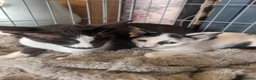 Oriental cats for sale: For sale - Advert 5