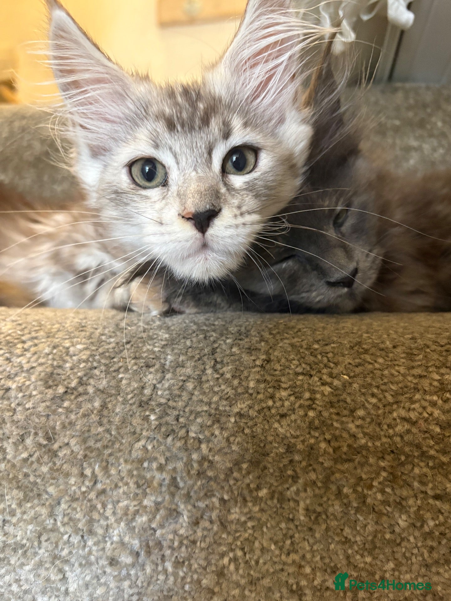 Maine Coon cats Maine coon kittens  - Advert 4