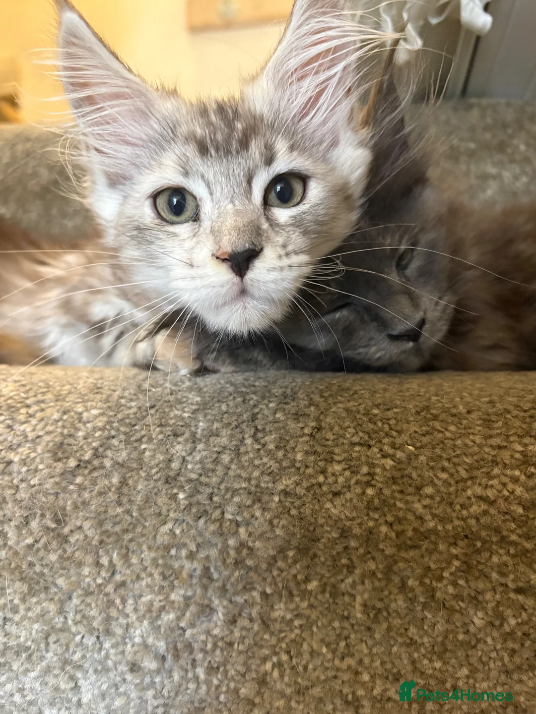 Maine Coon cats for sale: Maine coon kittens  - Advert 1