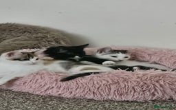 Mixed Breed cats for adoption: Pingu the rescue kitten needs forever home - Image 7