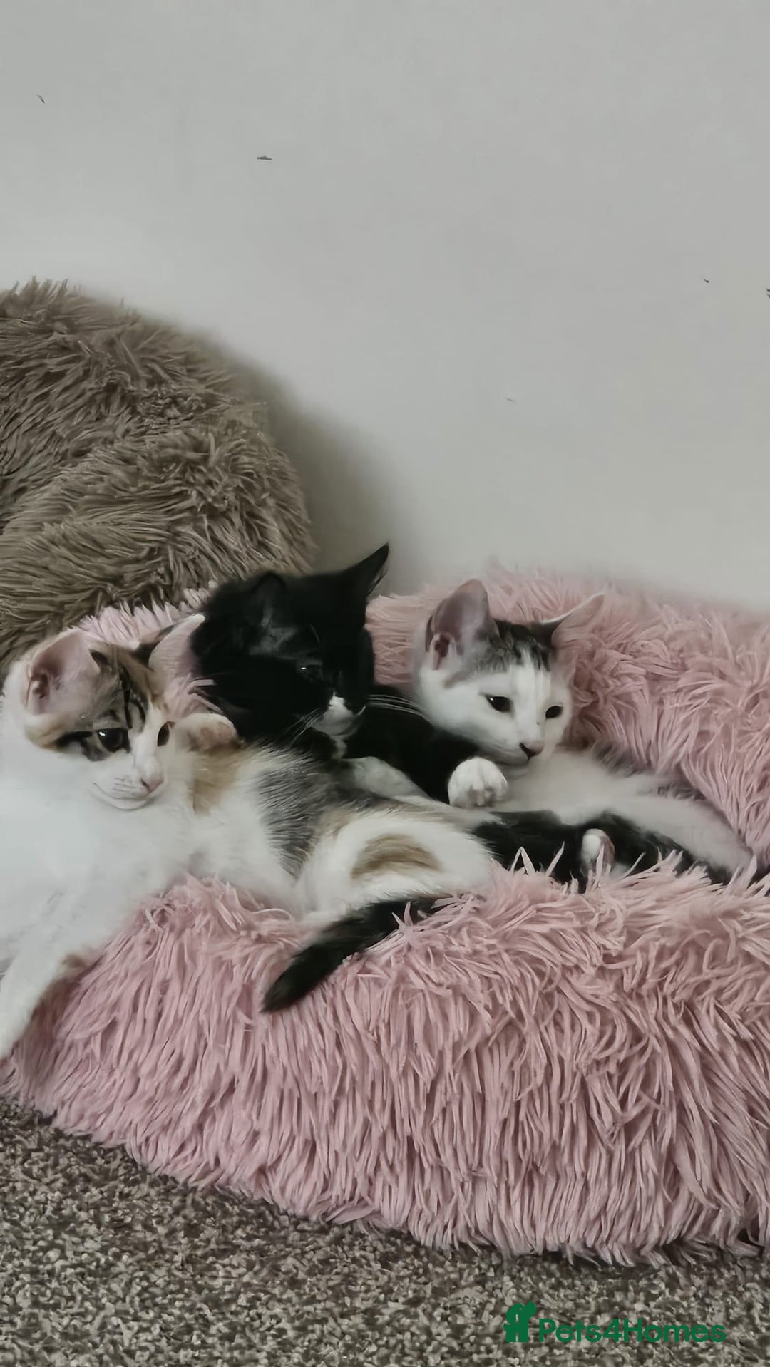 Mixed Breed cats for adoption: Pingu the rescue kitten needs forever home - Image 7