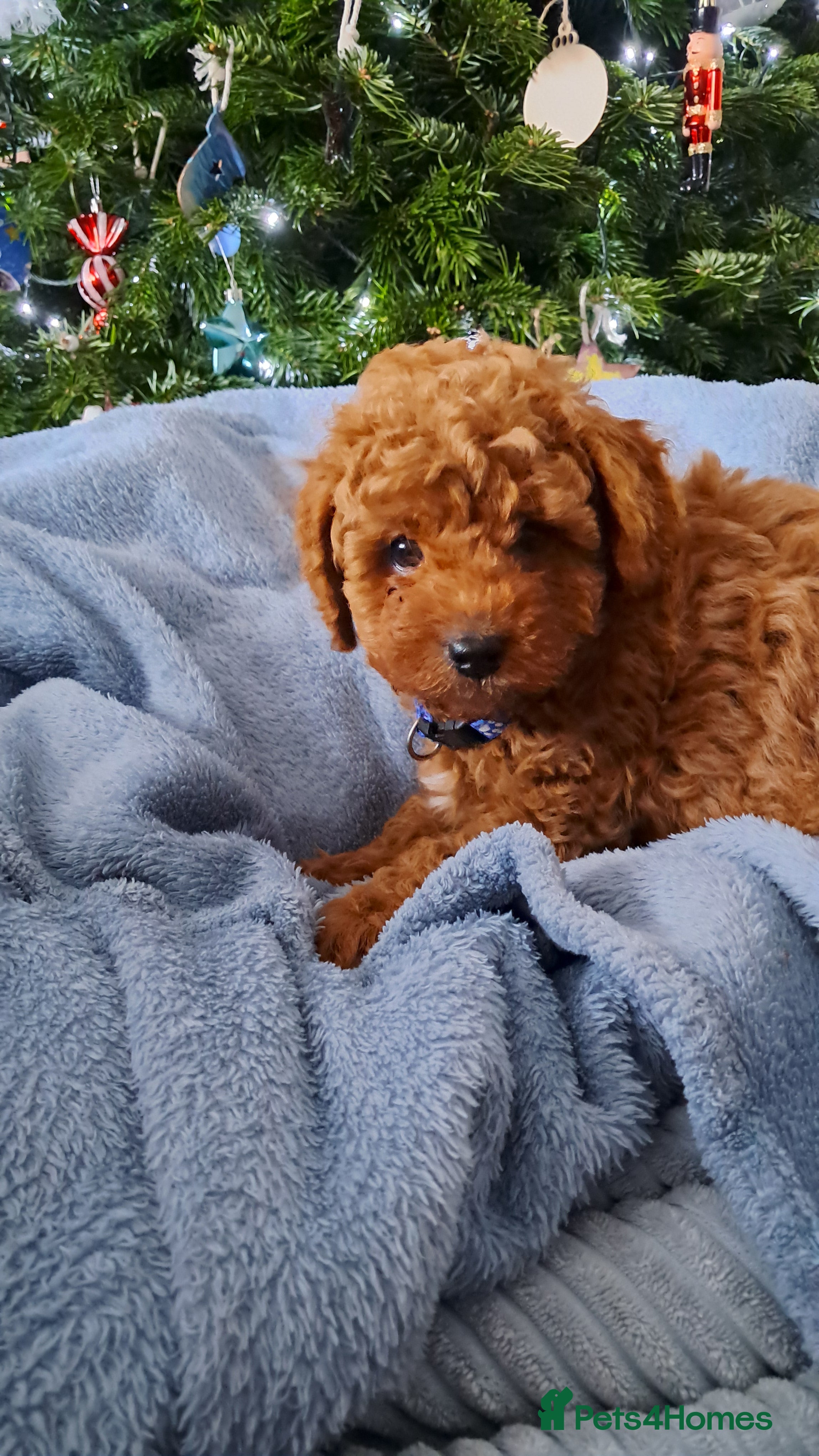 Cavapoo dogs DNA clear Cavapoo Puppy-Ready 23rd-December! - Advert 3
