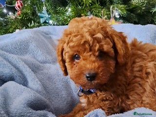 Cavapoo dogs DNA clear Cavapoo Puppy-Ready 23rd-December! - Advert 2