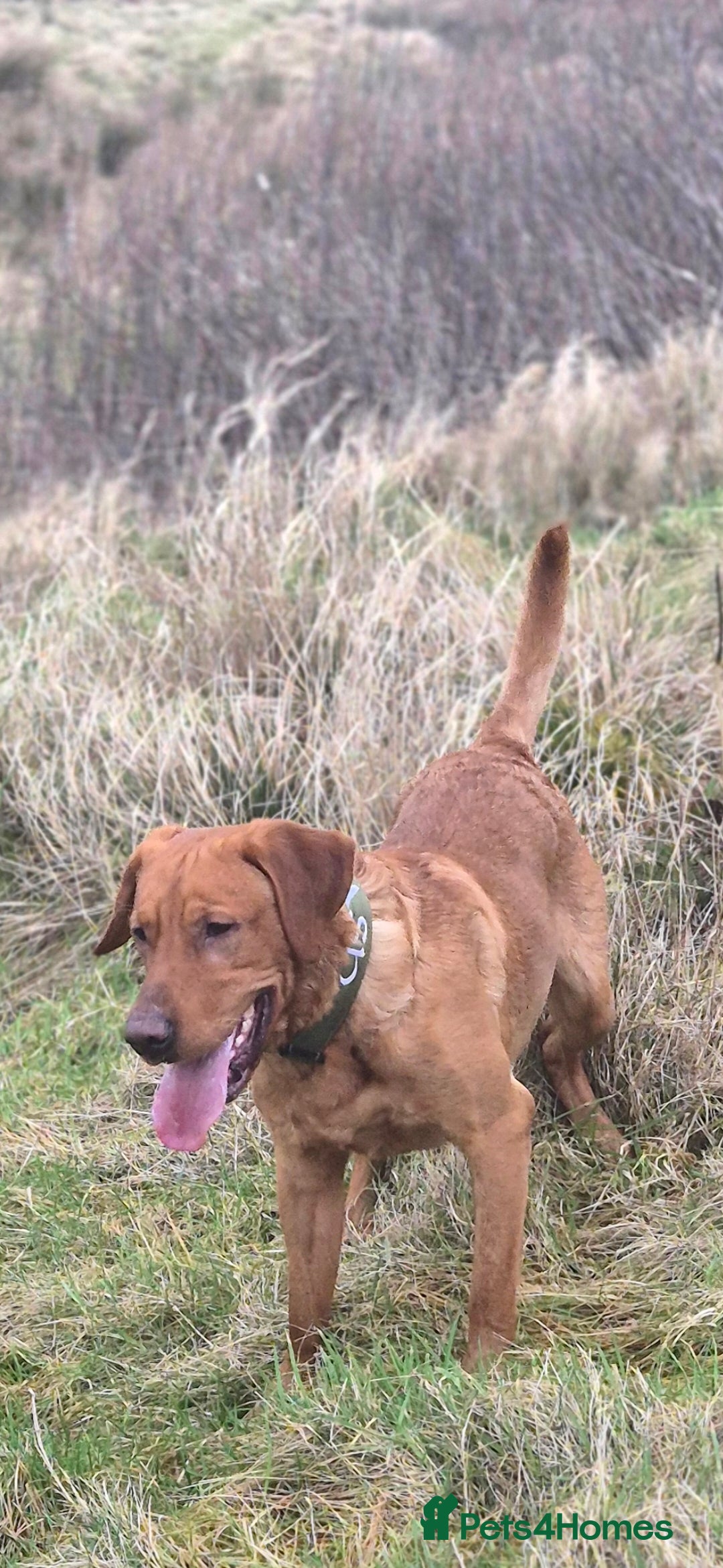 Labrador Retriever dogs Fully Health Tested Red Fox Lab Stud - Advert 12