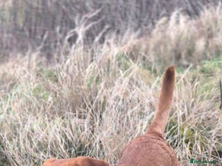 Labrador Retriever dogs Fully Health Tested Red Fox Lab Stud - Advert 12