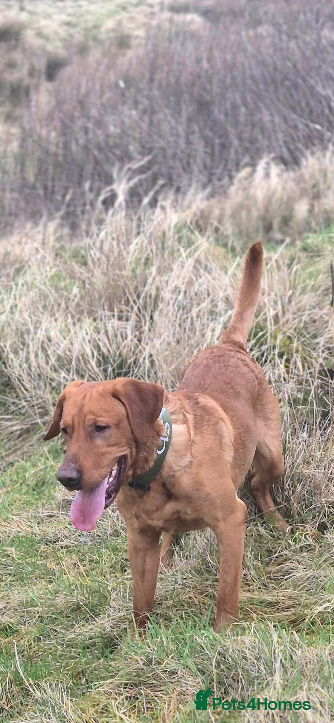 Labrador Retriever dogs for stud: Fully Health Tested Red Fox Lab Stud - Advert 3