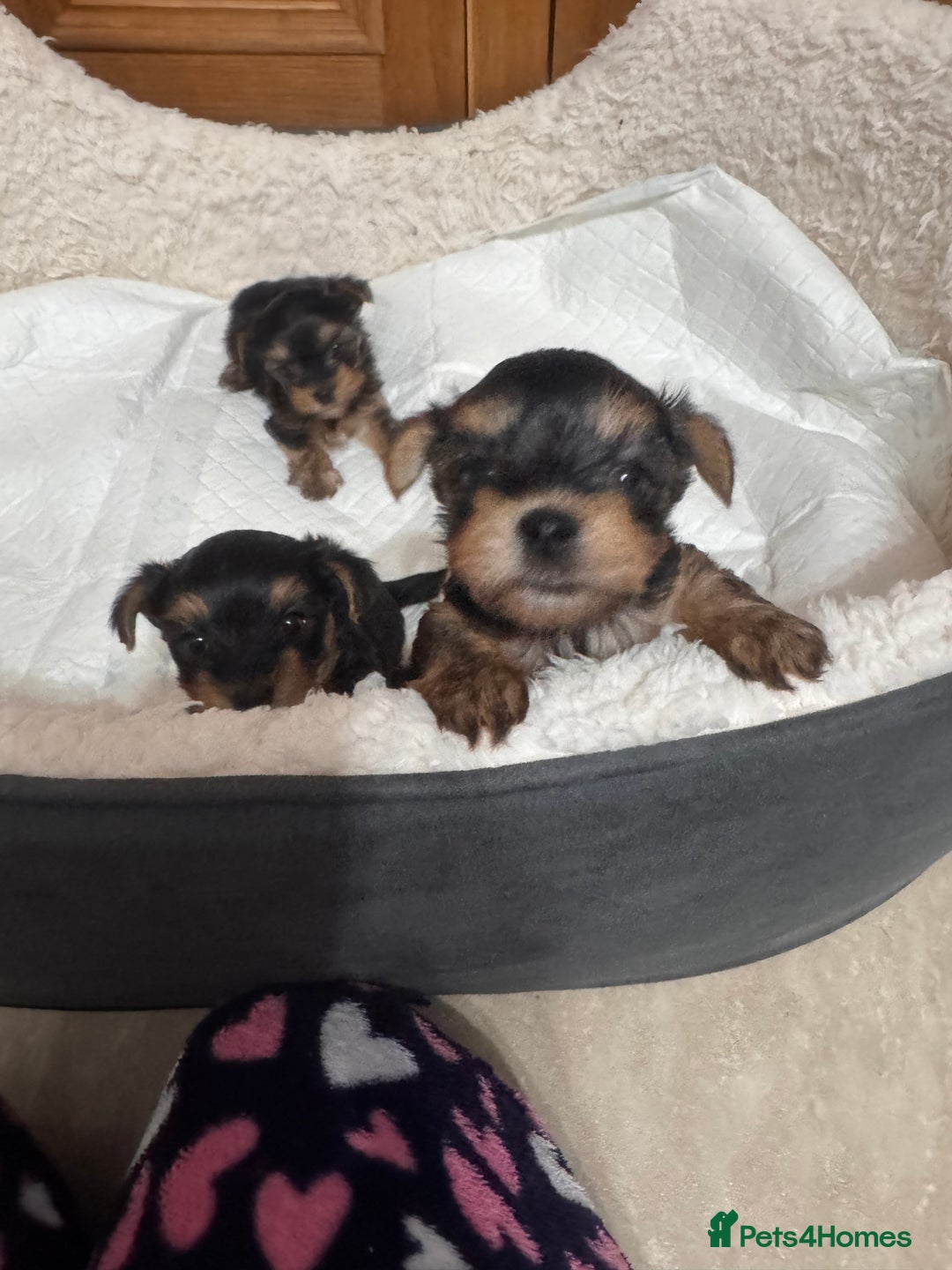 Yorkshire Terrier dogs for sale: SOLD beautiful litter mini Yorkshire terrier pups - Advert 4