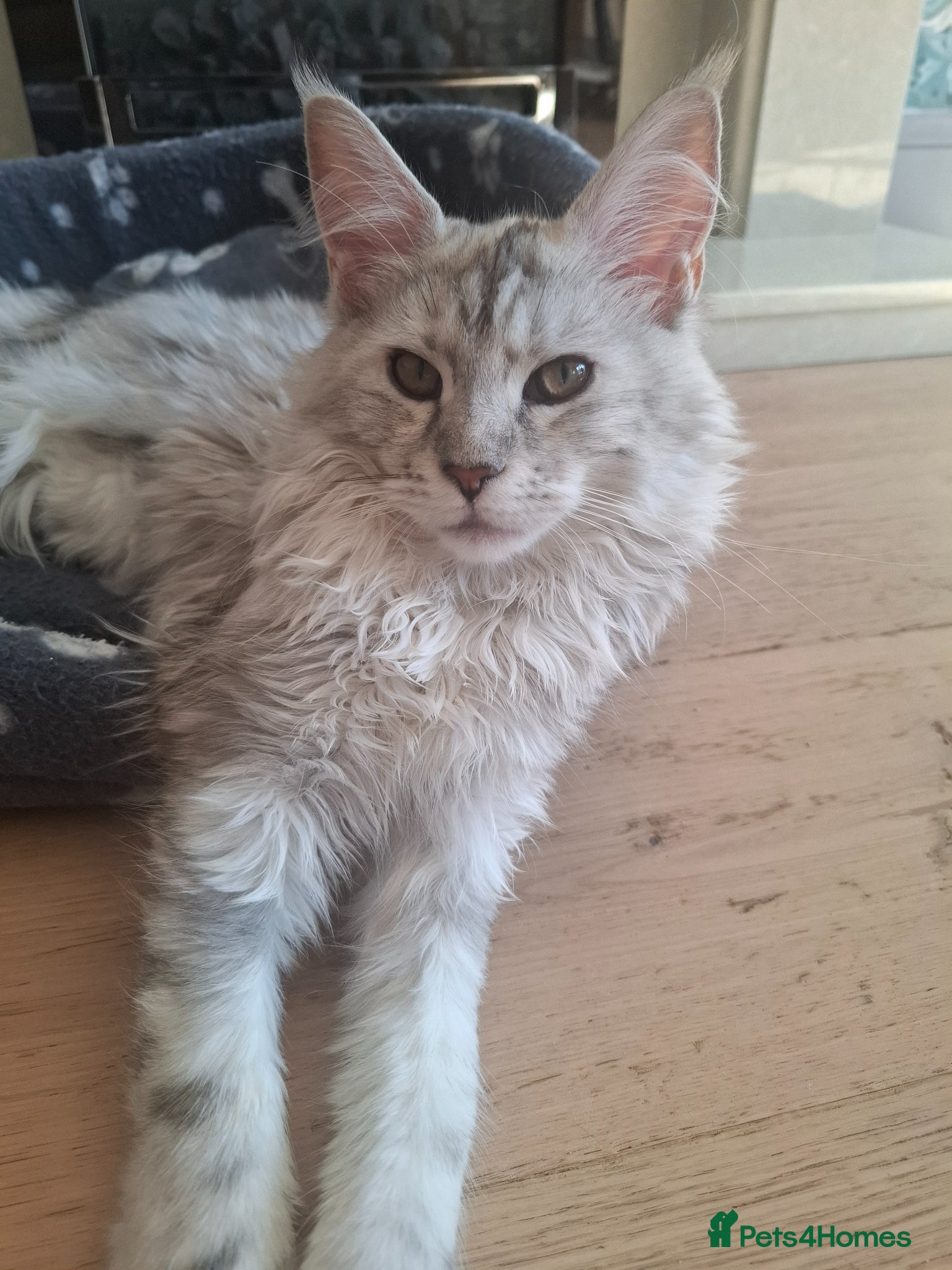 Maine Coon cats Tica Registered Maine Coon Kittens - Advert 15