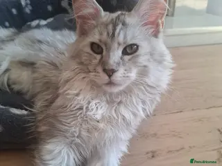 Maine Coon cats Tica Registered Maine Coon Kittens - Advert 15