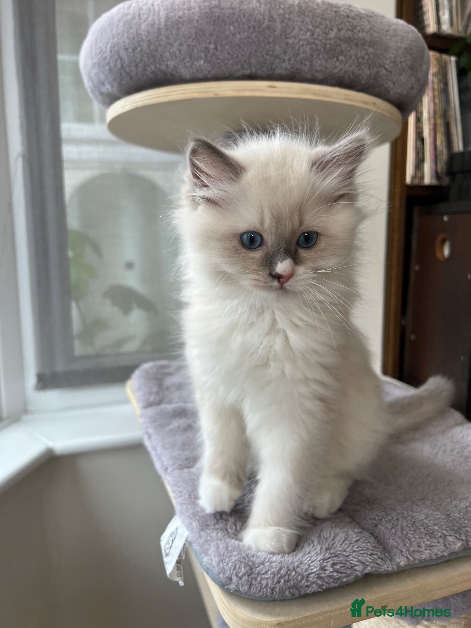 Ragdoll cats Beautiful Ragdoll Pedigree kittens - Advert 2