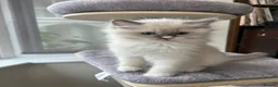 Ragdoll cats for sale: Beautiful Ragdoll Pedigree kittens - LAST BOY LEFT - Advert 2