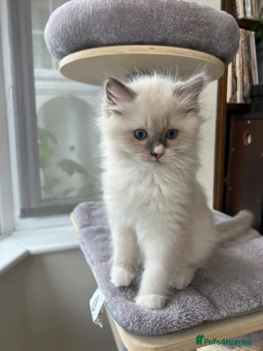 Ragdoll cats for sale: Beautiful Ragdoll Pedigree kittens - LAST BOY LEFT - Advert 2