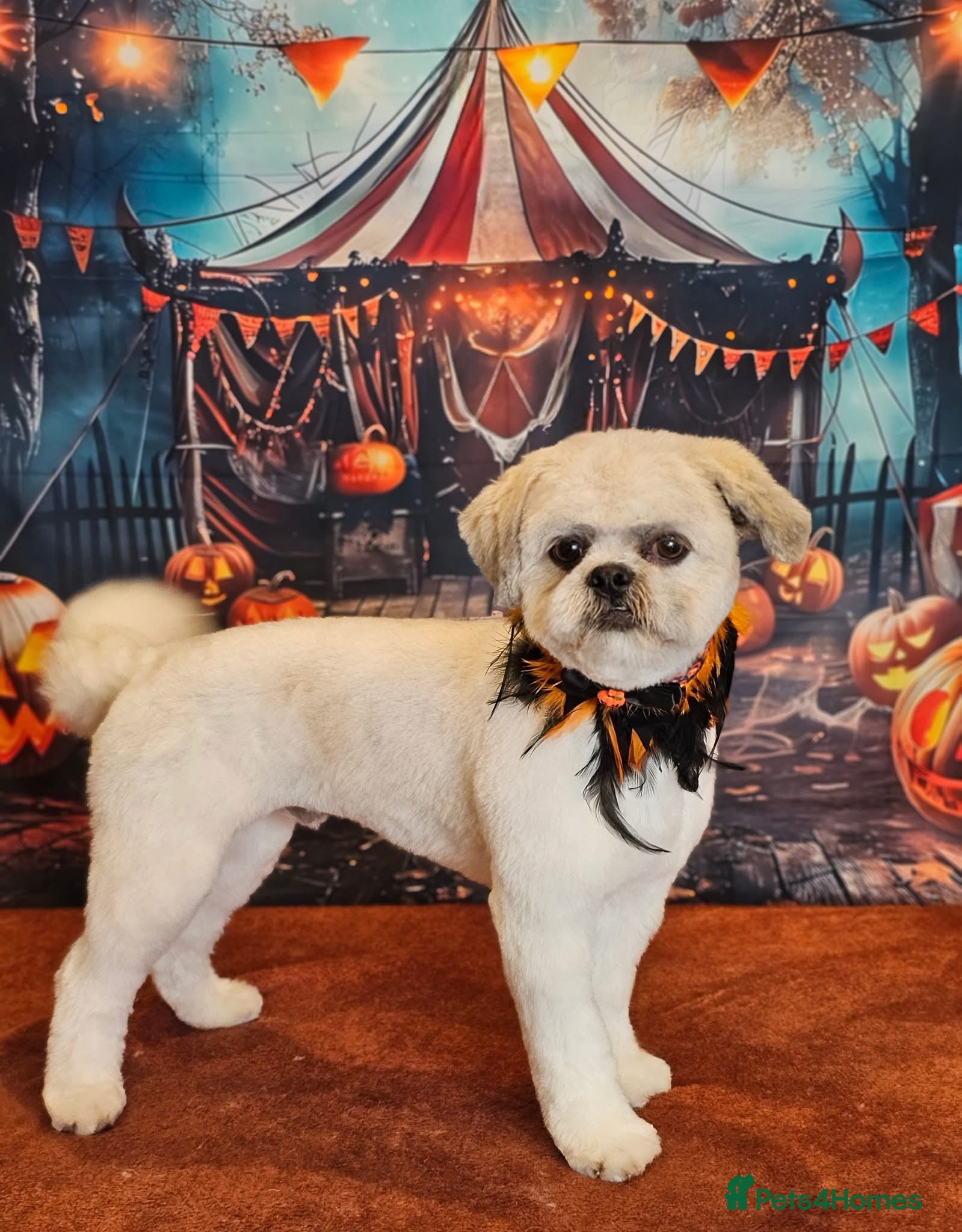 Shih Tzu dogs For sale male Shih Tzu - Advert 2