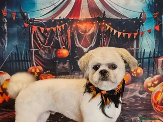 Shih Tzu dogs For sale male Shih Tzu - Advert 1