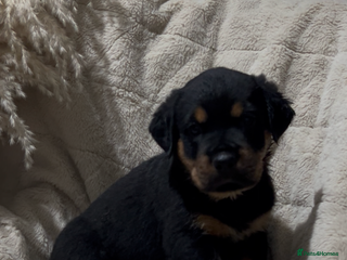 Rottweiler dogs Rottweiler puppys - Advert 1