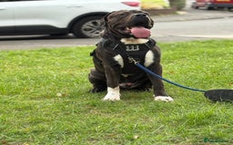 Presa Canario dogs for sale: Presa for rehoming  - Image 6