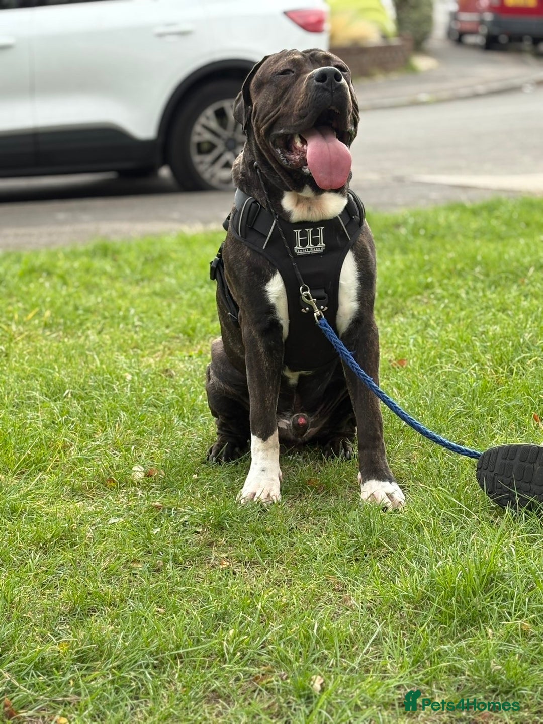 Presa Canario dogs for sale: Presa for rehoming  - Image 6