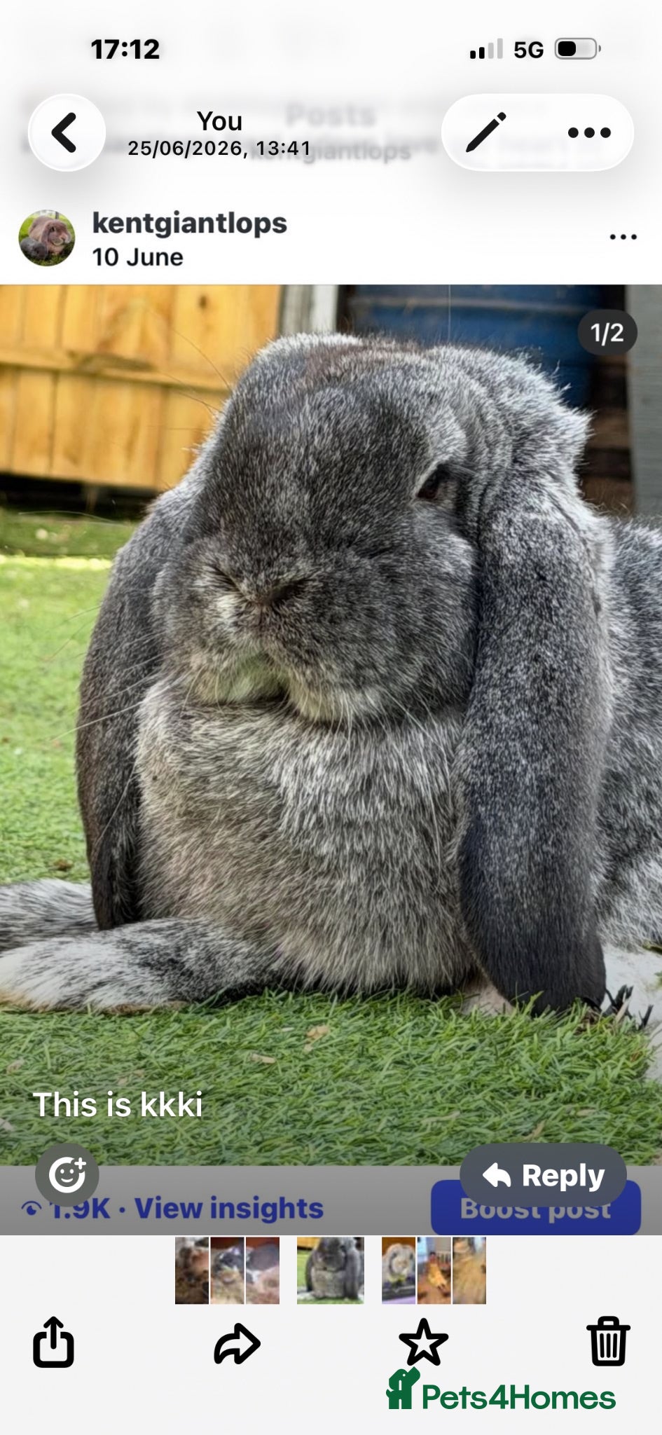 French Lop rabbits French lops  - Advert 12