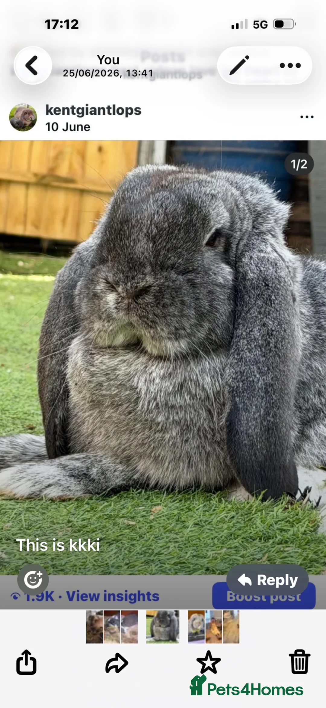French Lop rabbits for sale: French lops  - Advert 1