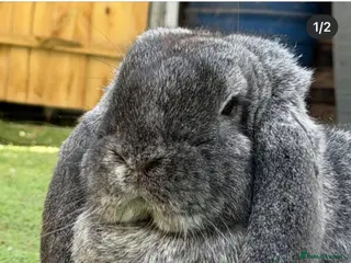 French Lop rabbits French lops - Advert 5