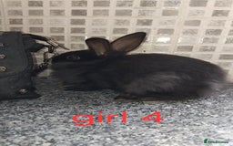 Lionhead rabbits for sale: 5 beautiful lionhead female babies - Image 18