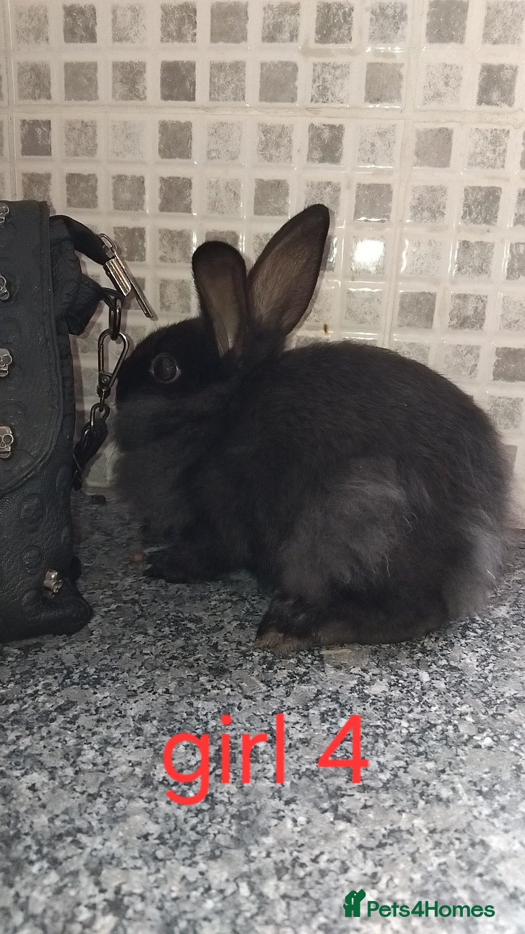 Lionhead rabbits for sale: 5 beautiful lionhead female babies - Image 18