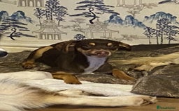 Mixed Breed dogs for sale: Family dog for rehoming  - Image 1