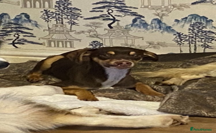 Mixed Breed dogs - Advert 3