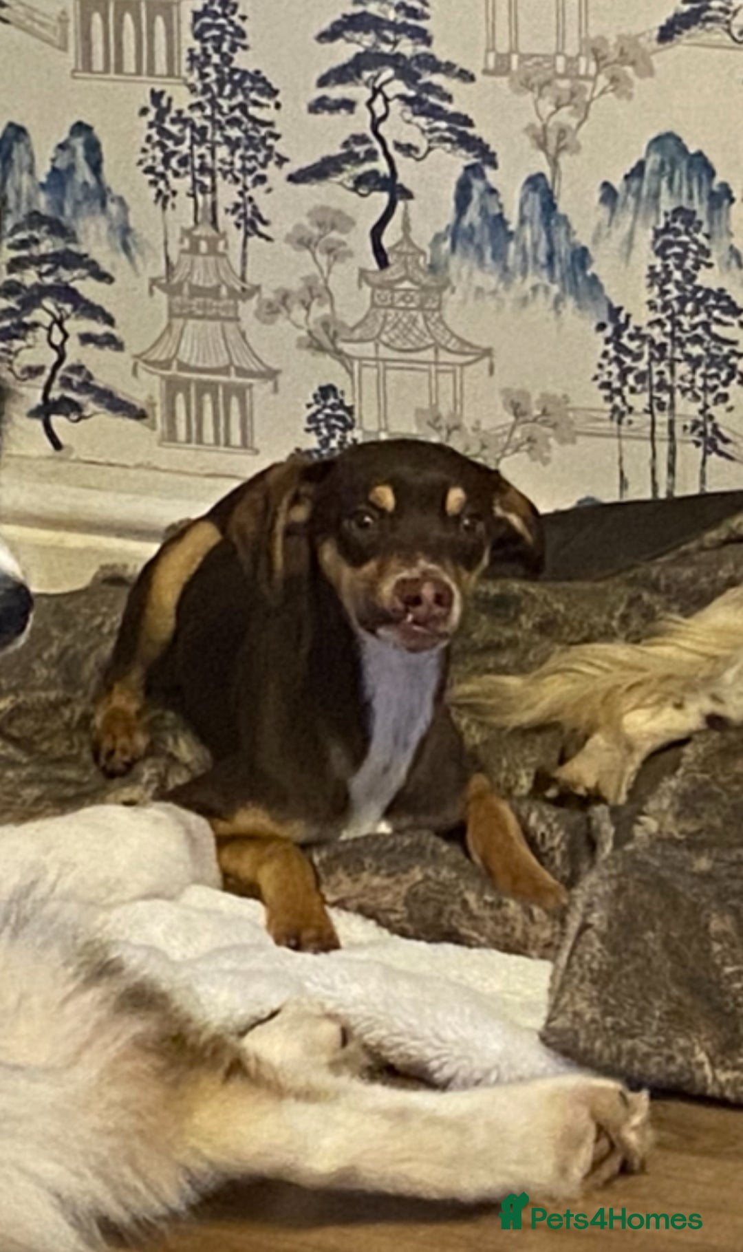 Mixed Breed dogs for sale: Family dog for rehoming  - Image 1