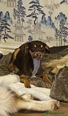 Mixed Breed dogs - Advert 3