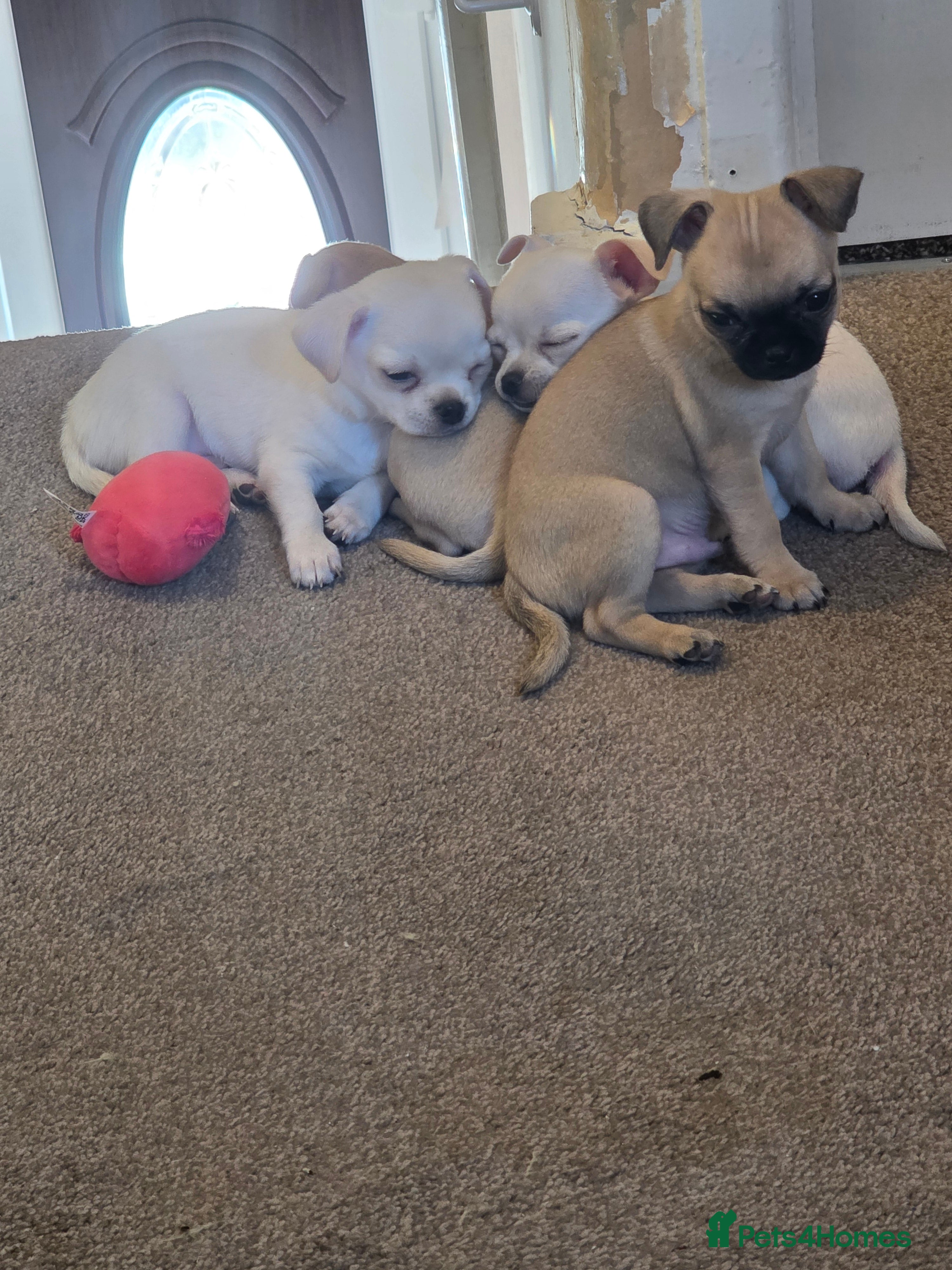 Chihuahua dogs 4 Gorgeous Chihuaha Puppies for sale - Advert 3