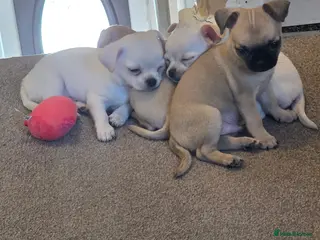 Chihuahua dogs 4 Gorgeous Chihuaha Puppies for sale - Advert 3