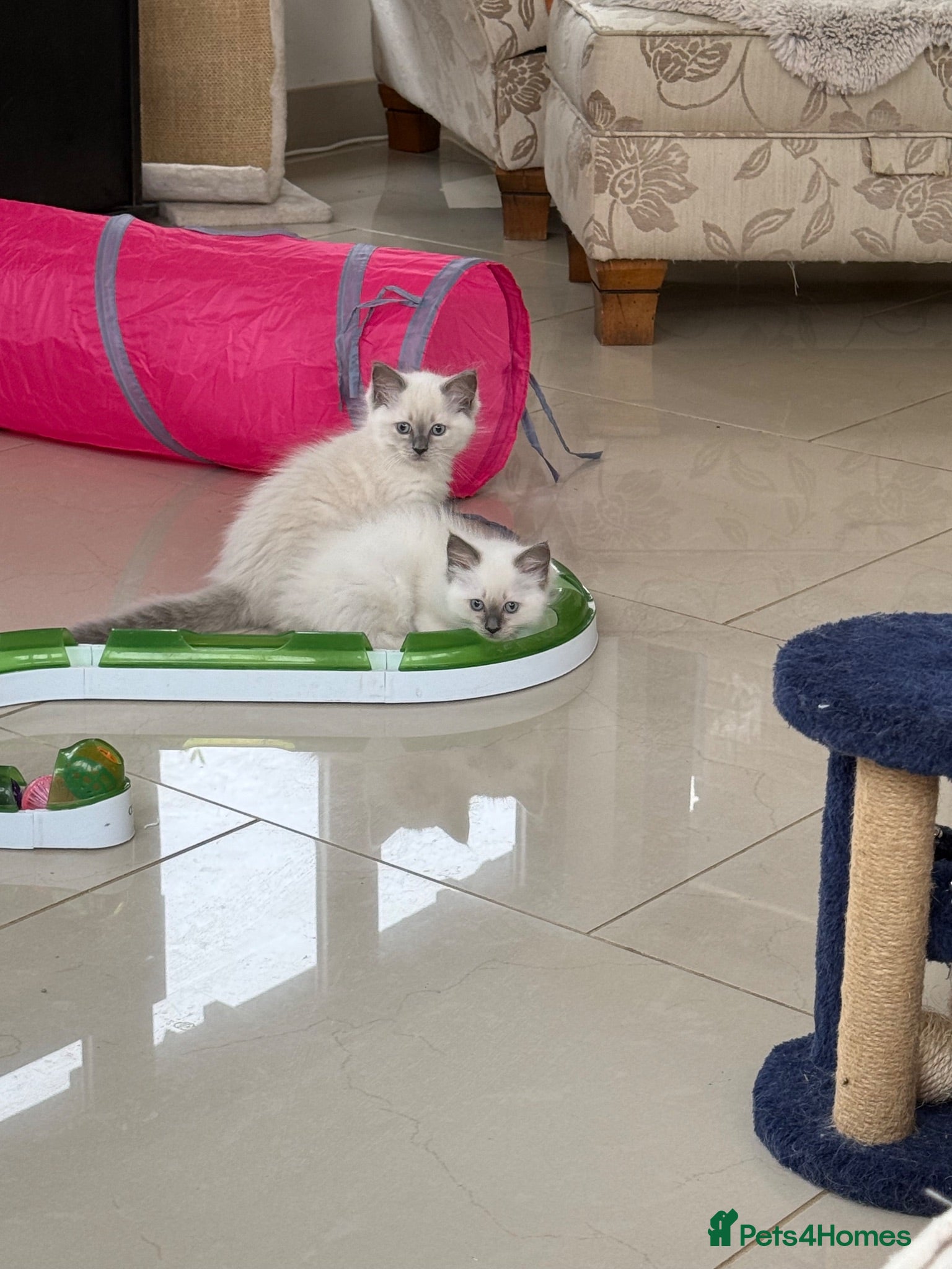 Ragdoll cats Adorable ragdoll kittens - Advert 2