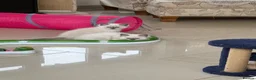 Ragdoll cats for sale: Adorable ragdoll kittens - Advert 8