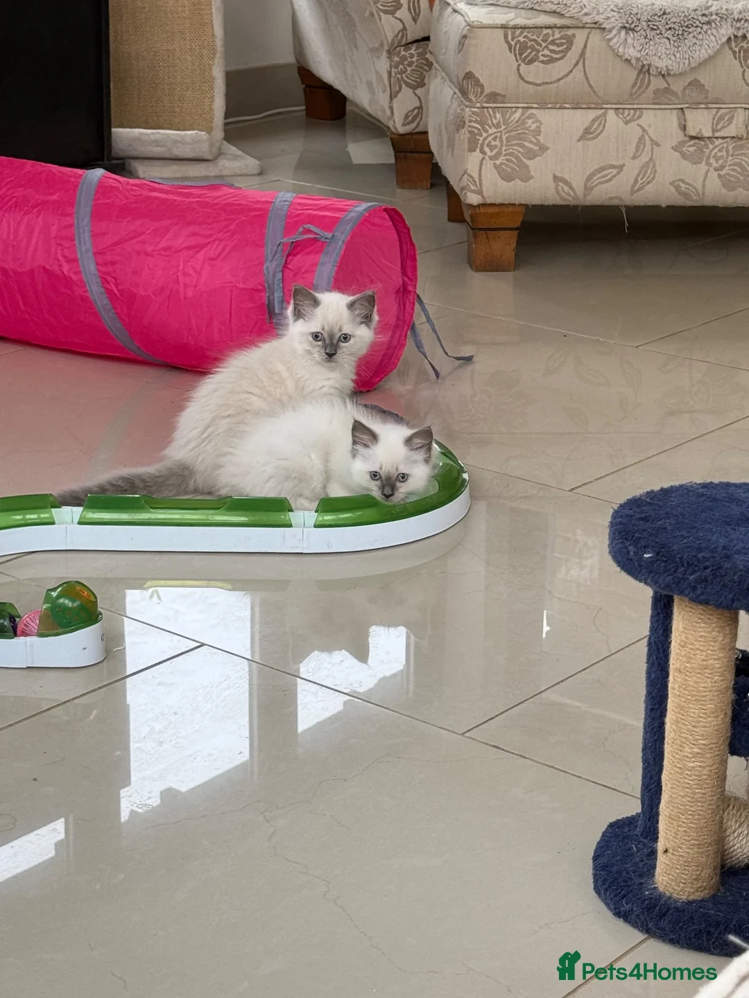 Ragdoll cats for sale: Adorable ragdoll kittens - Advert 8