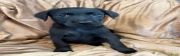 Goldador dogs for sale: Stunning black goldador puppies - Advert 9