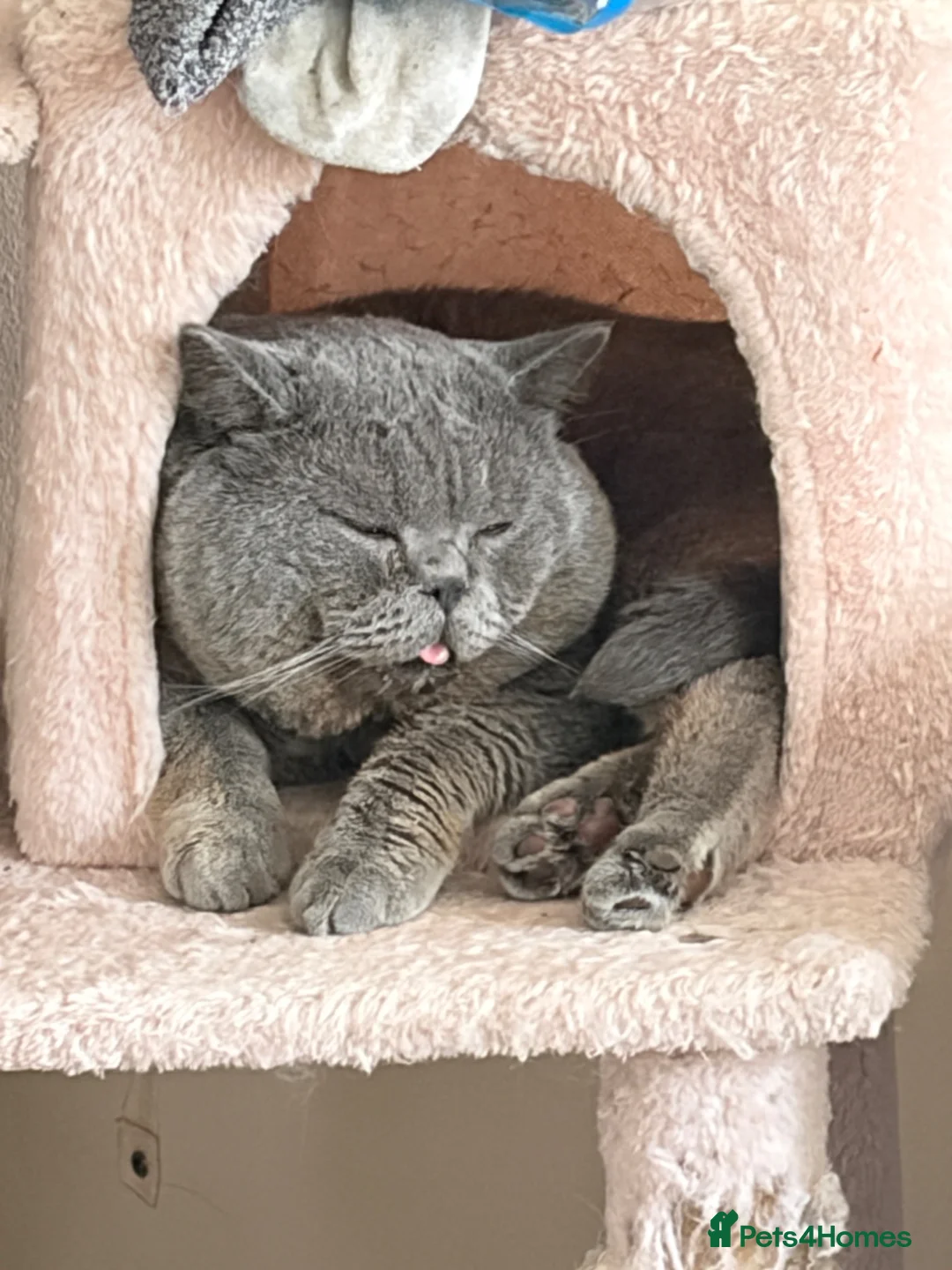 British Shorthair cats for sale: British short hair  - Advert 4
