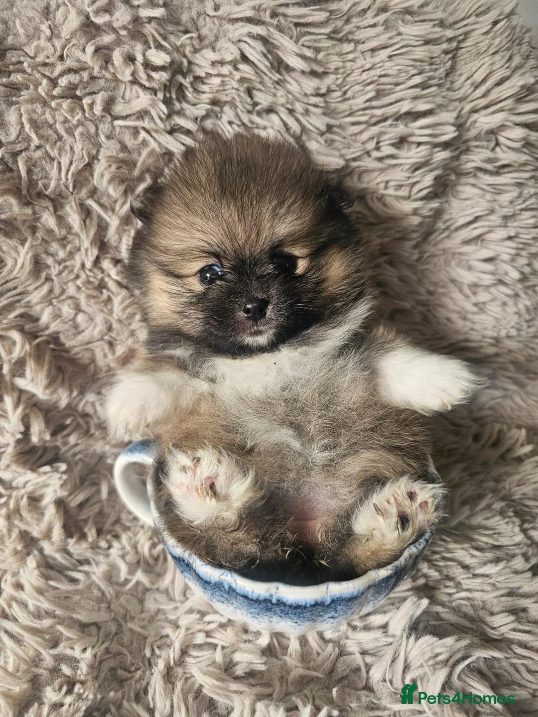 Pomeranian dogs for sale: Beautiful Pomeranian 🥰 in Mansfield - Advert 1