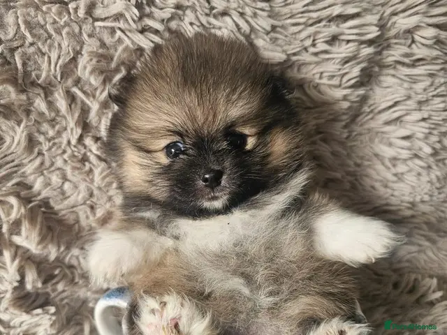 Pomeranian dogs Beautiful Pomeranian 🥰 - Advert 1
