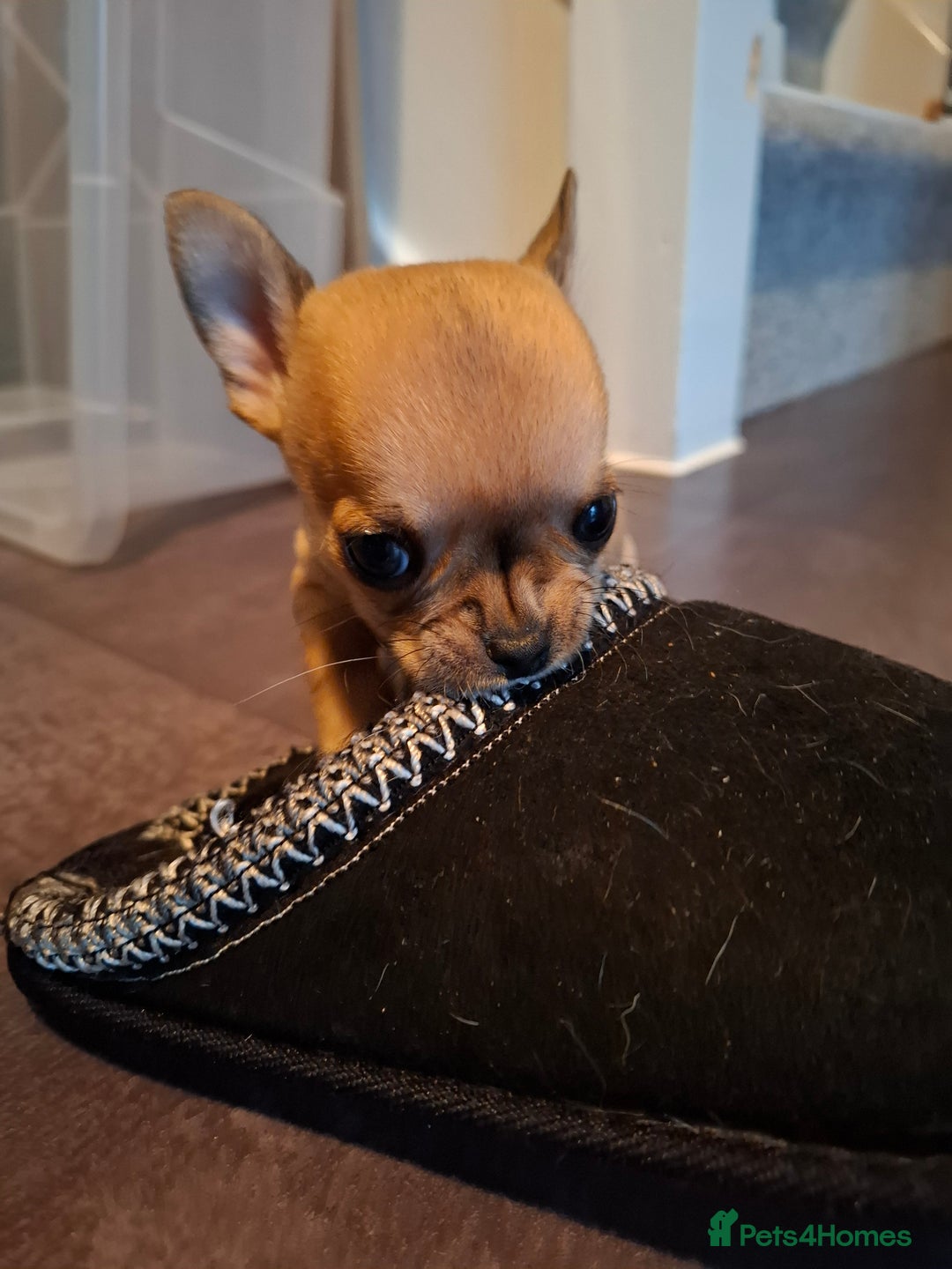 Chihuahua dogs for sale: Gorgeous Chihuahua puppies ❤️👑❤️ Bristol  - Advert 14