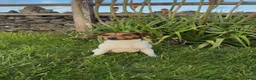 Jack Russell dogs for sale: Lilly - Jack Russel  - Advert 1