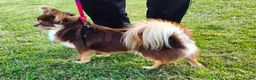 Chihuahua dogs for stud: STUD: Long Coat Chocolate Boy in Aldershot - Advert 6