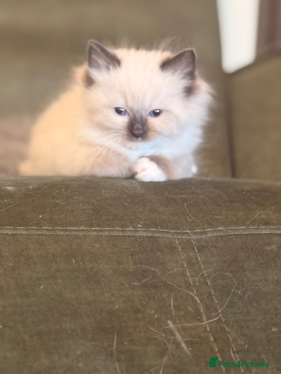 Ragdoll cats for sale: Stunning Ragdoll kittens  in Matlock - Advert 2