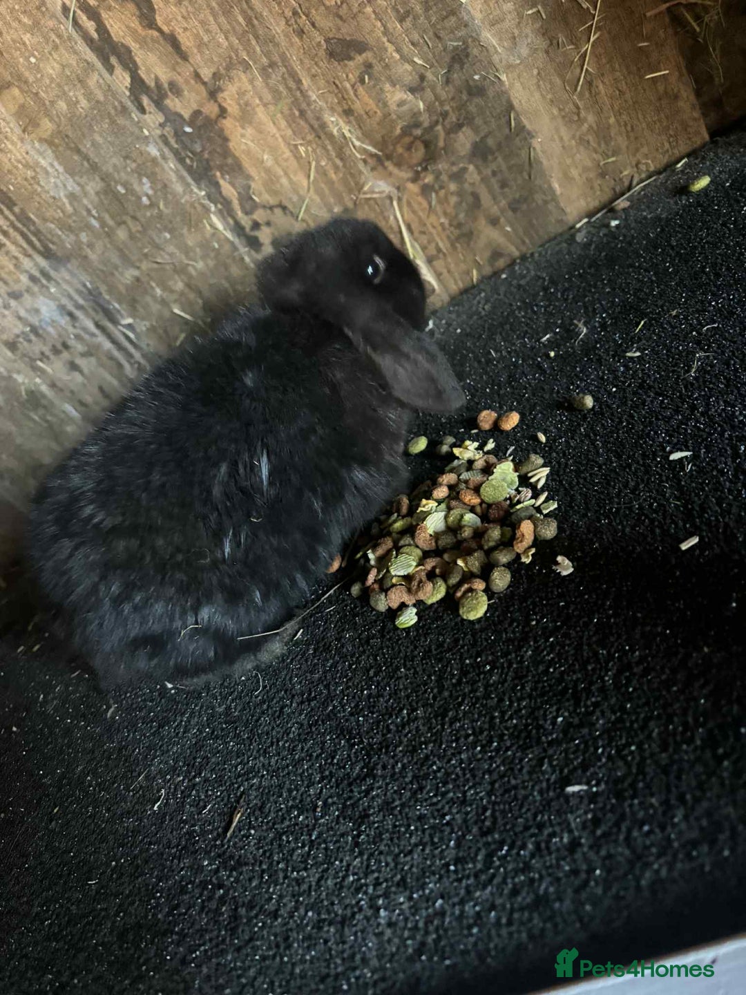 Mini Lop rabbits for sale: Baby mini lop rabbits - Advert 6